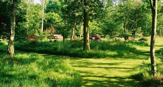 A mown path through the woodland at Oaklea