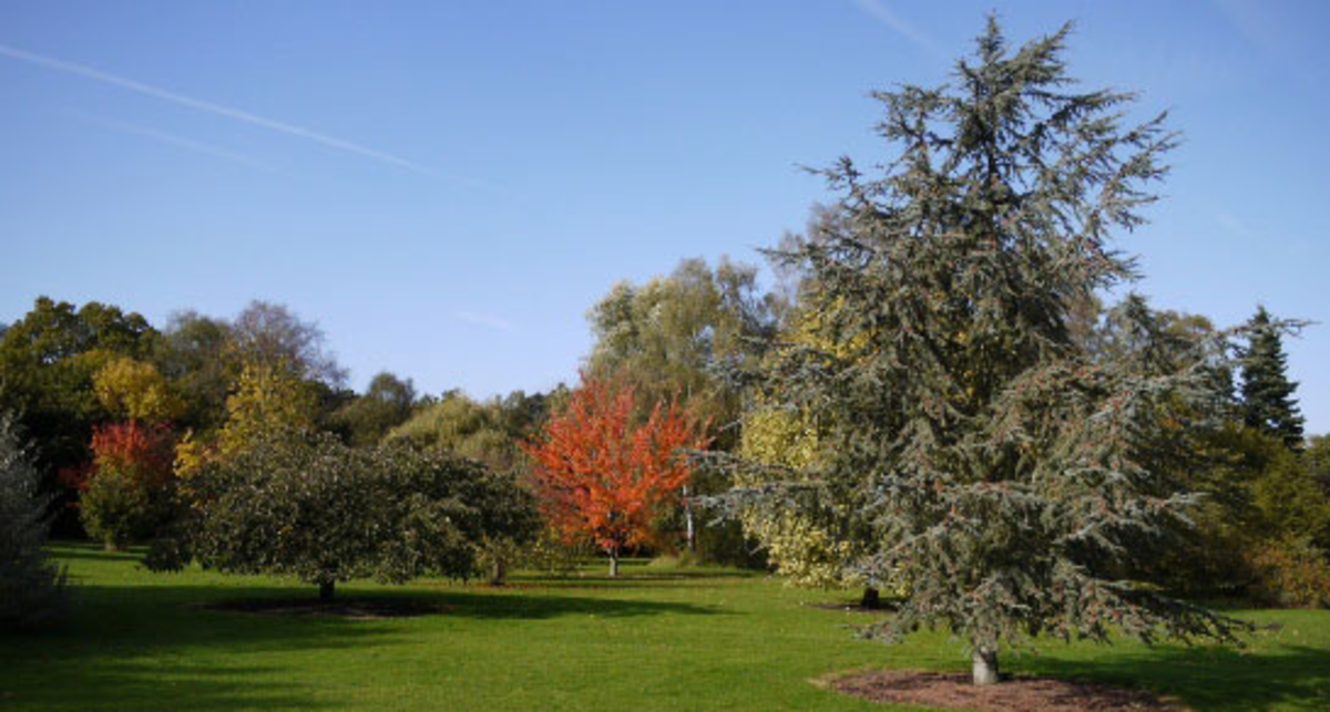Mature trees in Oaklea arboretum