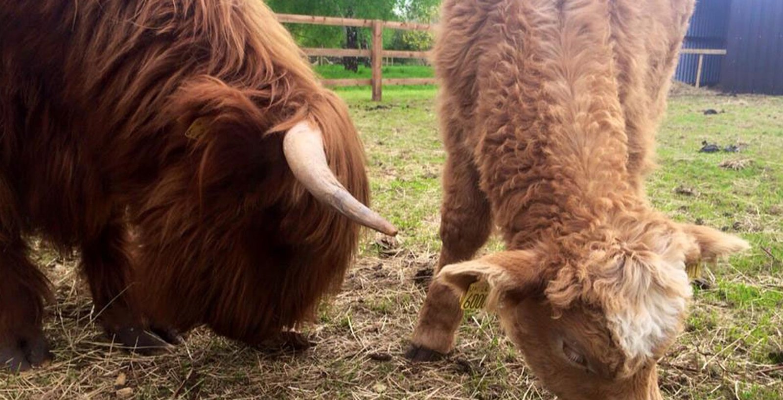 Families and animals at Tattershall Farm Park