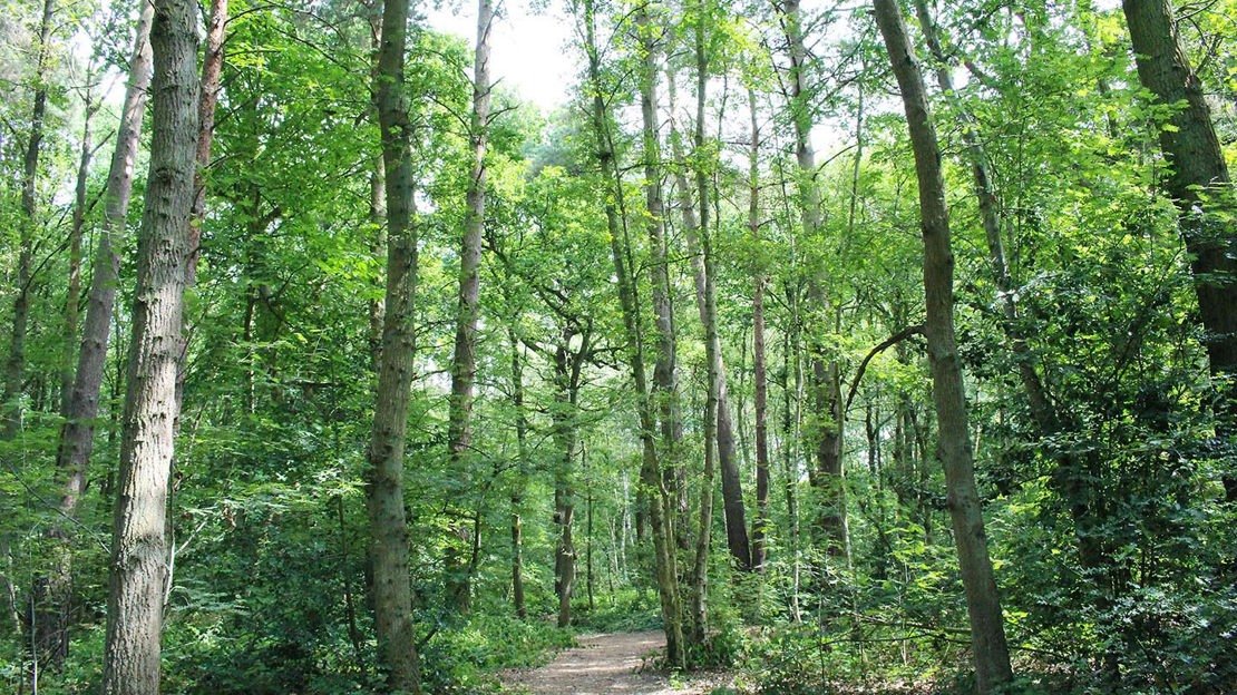 Woodland path through The Pinewoods in Woodhall Spa
