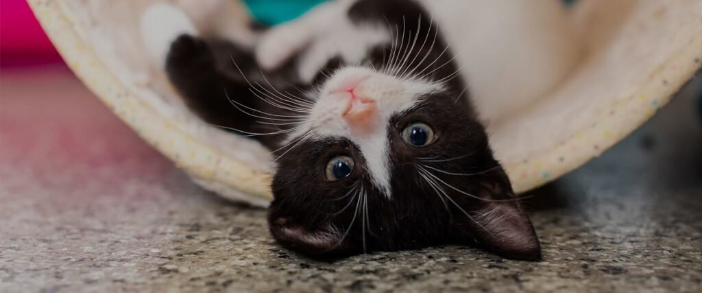 Black and white cat resting in a fabric tunnel, from Cats Protection