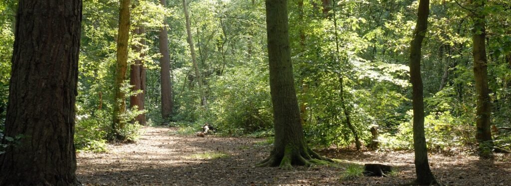 Woodland path pictured in Visit Lincolnshire's Spa Trail guide