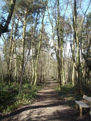 Footpath and bench beneath the trees in the Pinewoods at Woodhall Spa